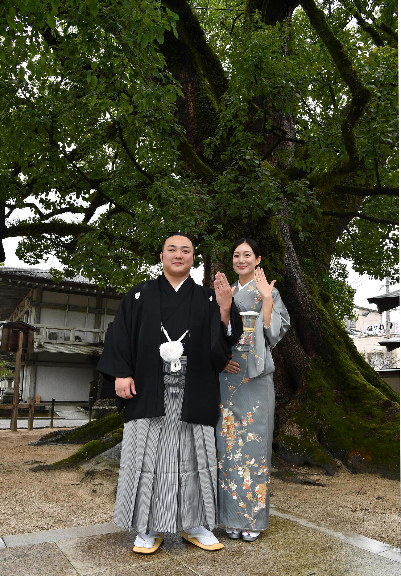 天然記念物の大樟の前で指輪を見せる炎鵬（左）と美希夫人（撮影・岩下翔太）