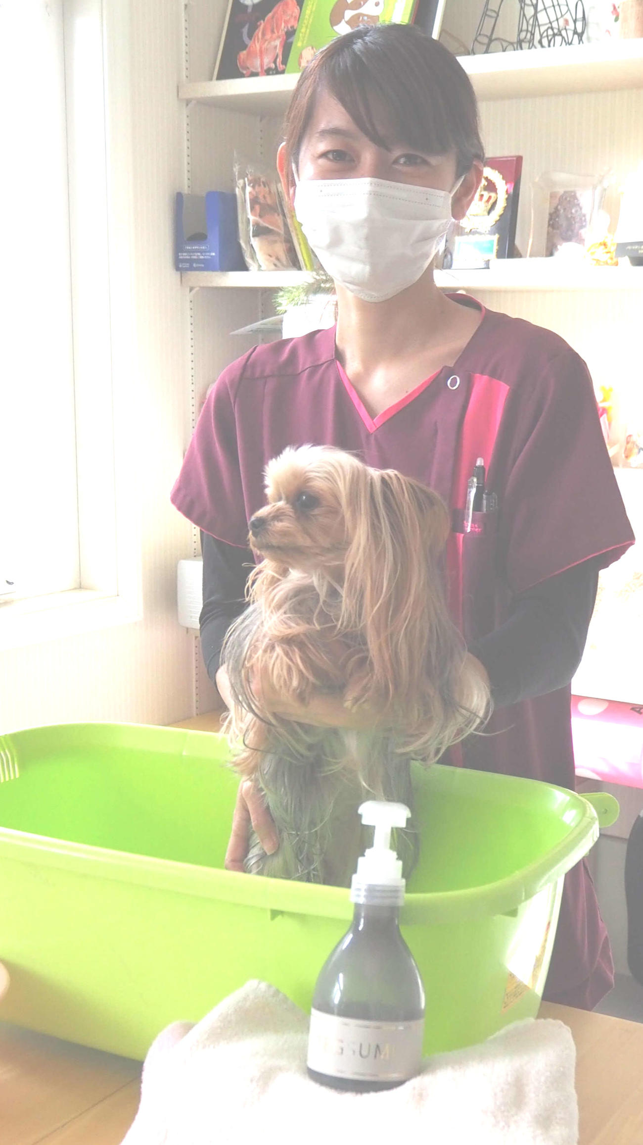 江角獣医師が犬用シャンプーのTEGSUMI（テグスミ）を使ってシャンプーを説明