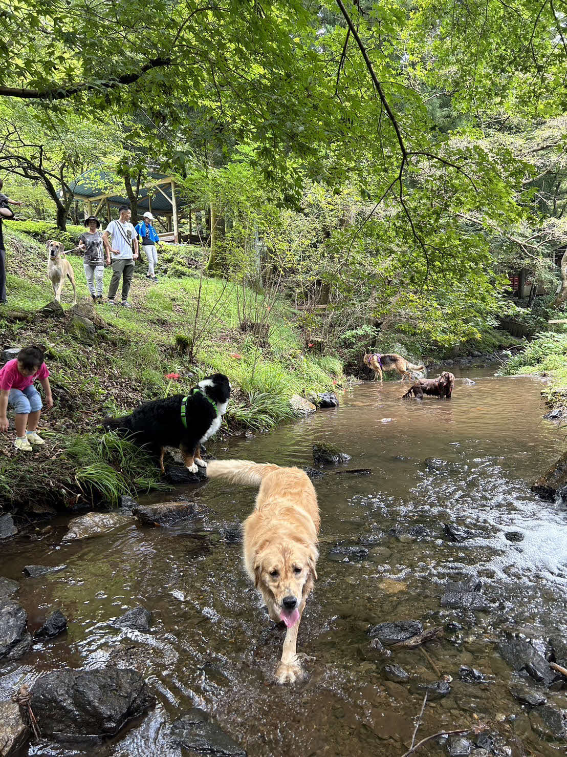 愛犬が自然を満喫！