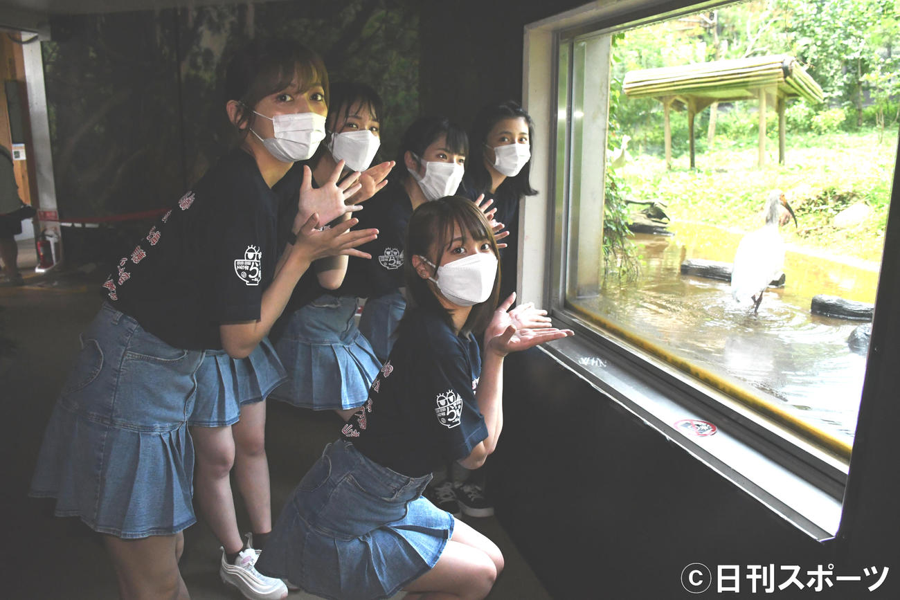 「トキの森公園」でトキと写真に納まるNGT48の、左から中村歩加、真下華穂、大塚七海、小見山沙空、前列は富永夢有（撮影・大友陽平）