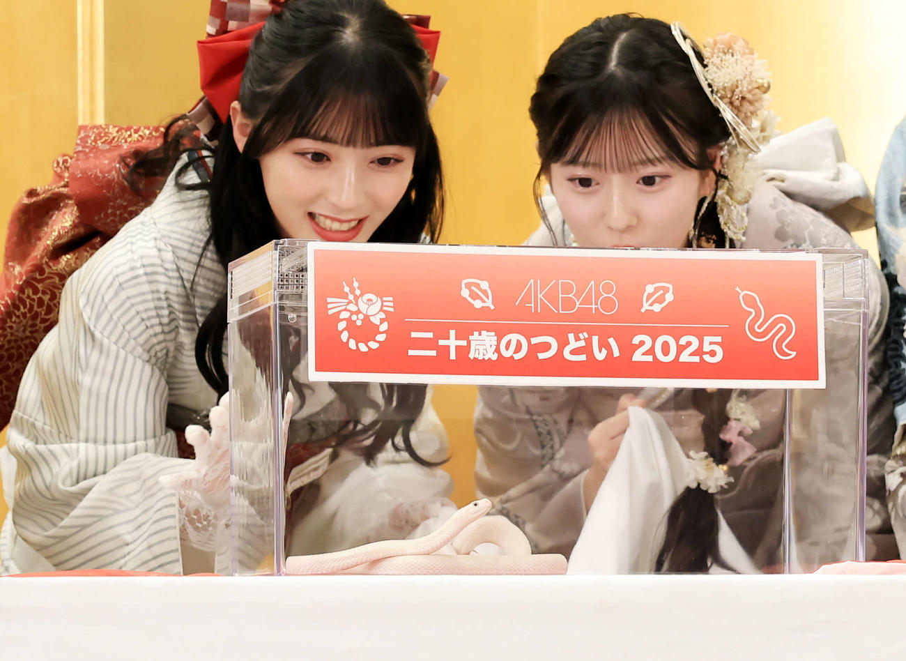 「AKB48二十歳のつどい」で、″特別ゲスト″の白蛇ハクくん（中央）登場に驚く佐藤綺星（左）と八木愛月（撮影・浅見桂子）
