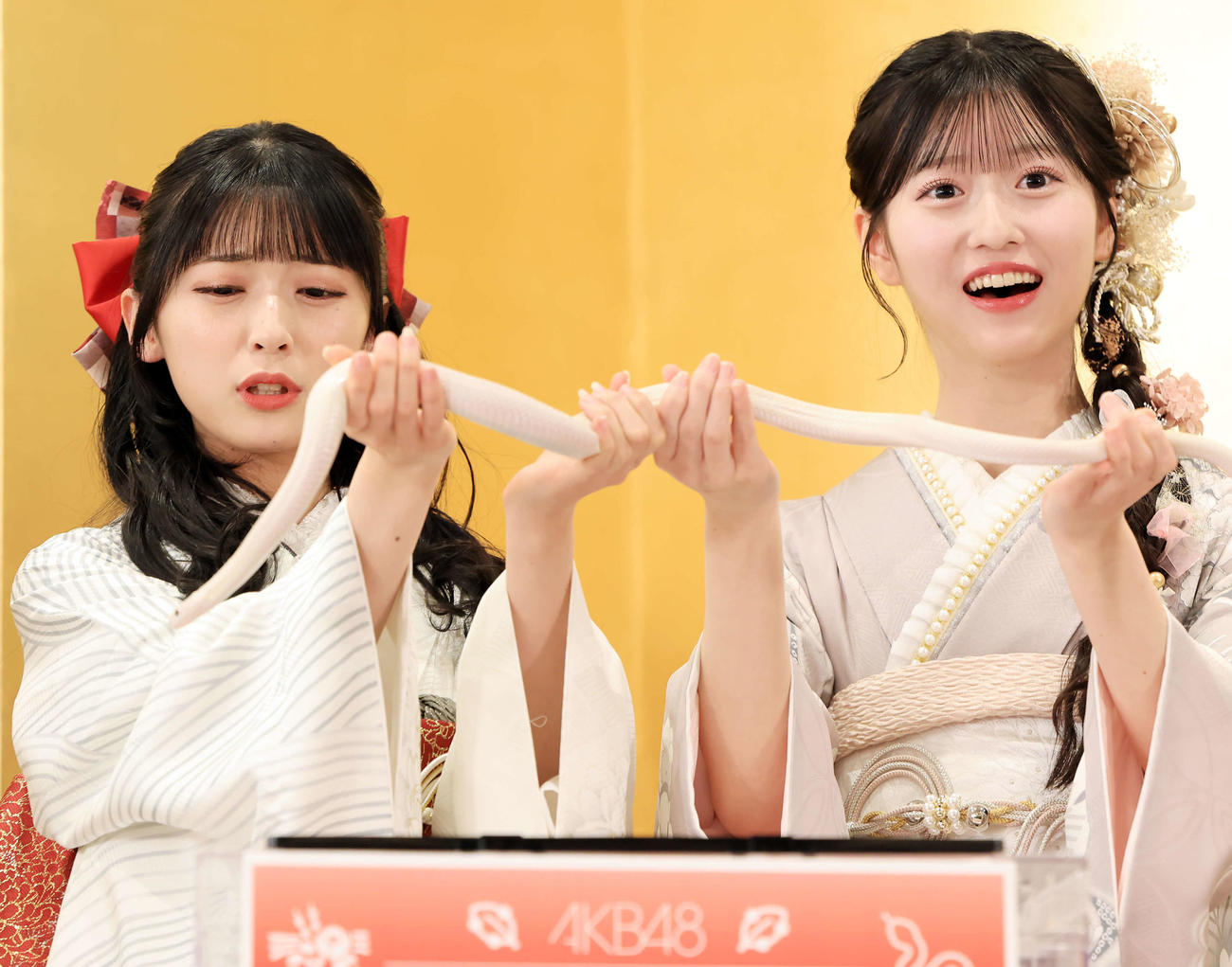 「AKB48二十歳のつどい」で、″特別ゲスト″の白蛇ハクくんをこわごわと持ち上げる佐藤綺星（左）と八木愛月（撮影・浅見桂子）