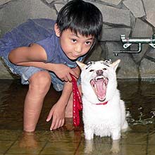 映画「花田少年史」に出演したまゆ毛犬ジロは温泉に入り大あくびをする