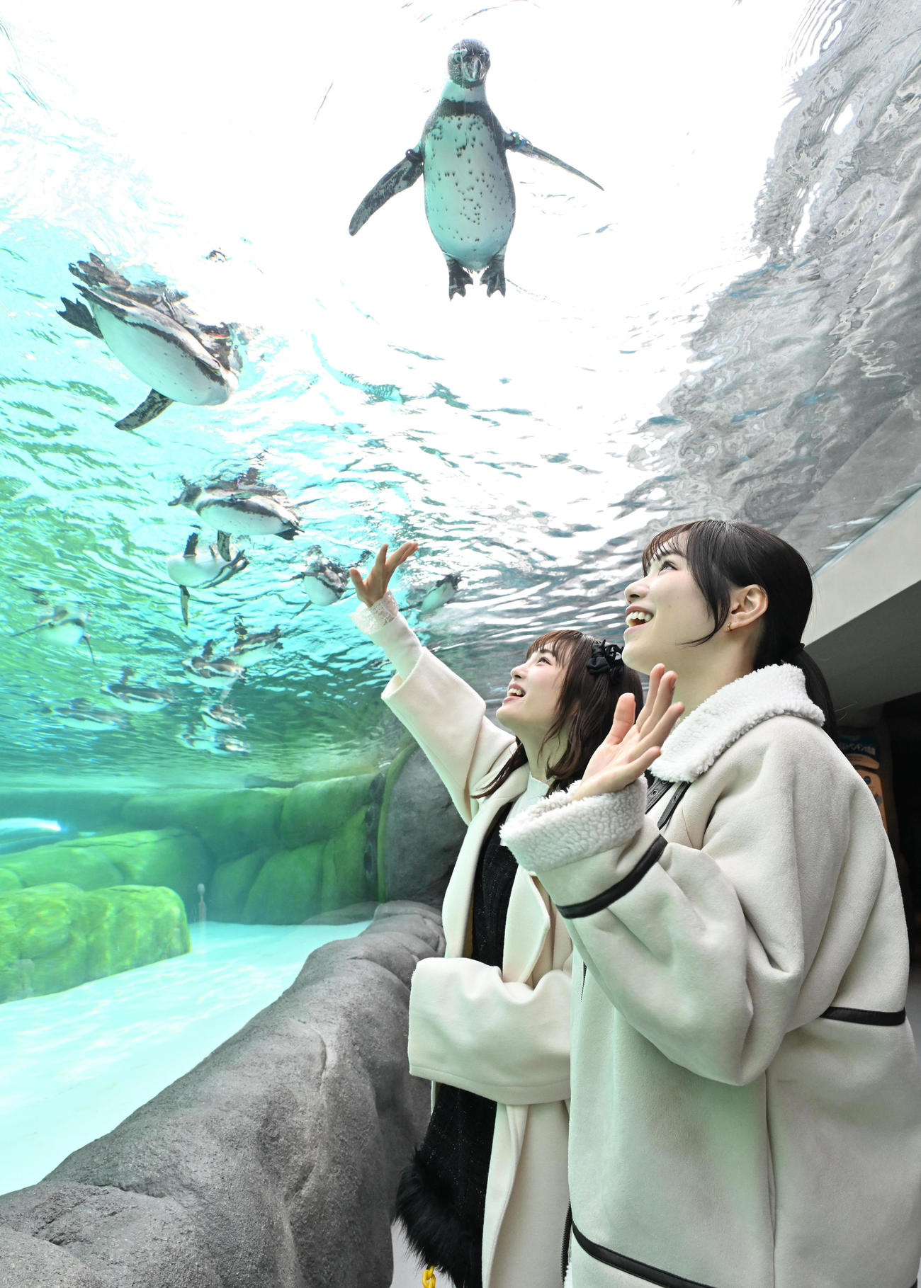 ペンギンに手を振る、左からNMB48新澤菜央、水田詩織（撮影・石井愛子）