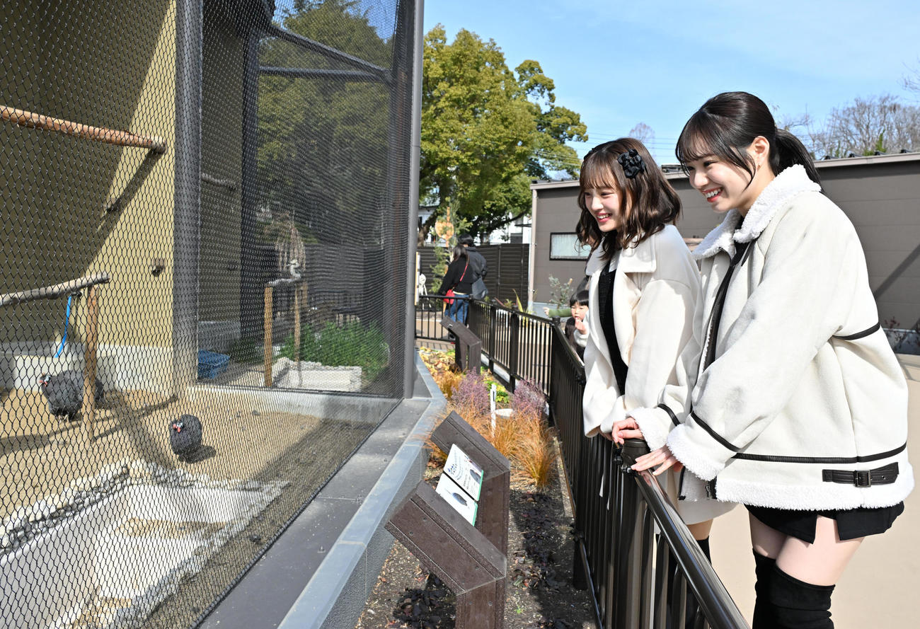 動物を見つめる、左からNMB48新澤菜央、水田詩織（撮影・石井愛子）