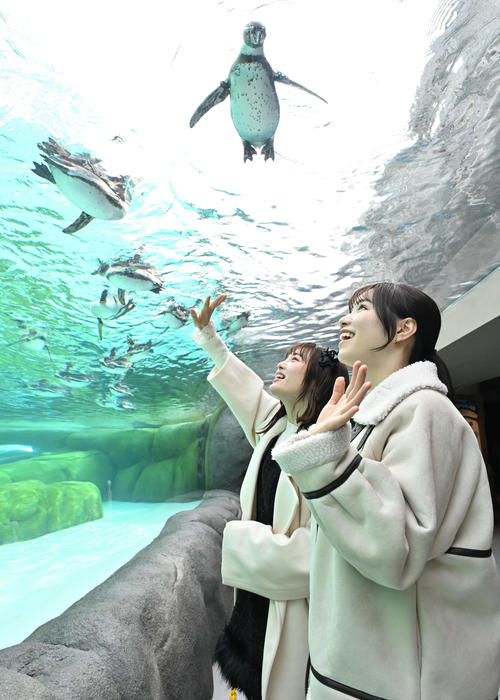ペンギンに手を振る、左からNMB48新澤菜央、水田詩織(撮影・石井愛子)