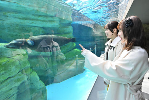 アシカを見つめる、左からNMB48水田詩織、新澤菜央(撮影・石井愛子)
