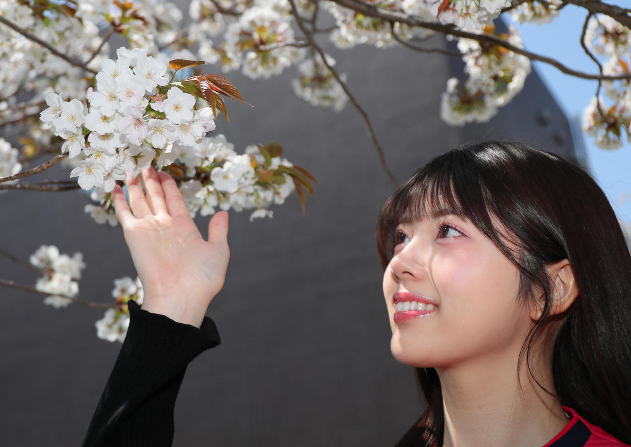 C大阪クラブハウスに咲く桜を見つめるNMB48坂下真心（撮影・上山淳一）