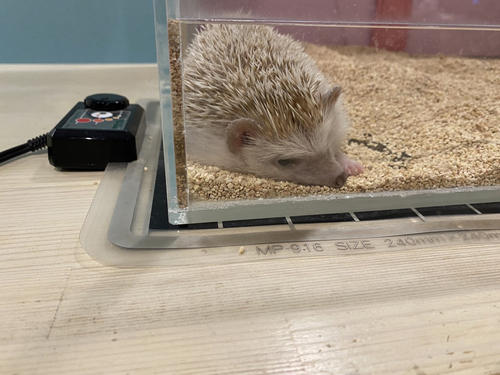 ハリネズミさん、夜行性とは知らずでした。