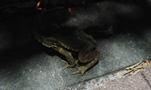 新宿エリアで久々に目撃したカエル。真剣な表情で撮影している様子を、近くを歩行していた若者グループに笑われるのではないかとの警戒感が働いた結果、手ブレした