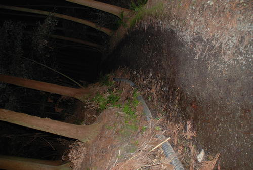 箕面市外院3丁目から北へ延びる「ウツギ谷林道」は奥へ進むほど、暗くなる（撮影・松浦隆司）