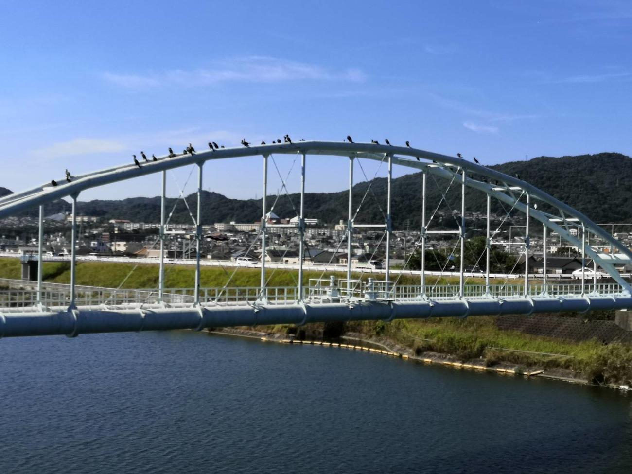 和歌山市の六十谷水管橋のアーチには数多くの海鳥が休息する（撮影・松浦隆司）