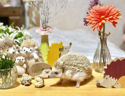 中村美優が飼っているハリネズミぐーちゃんとグッズ