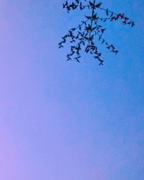 空がピンク色…雨が降る前触れとしてピンク色の空というのがあるようです。