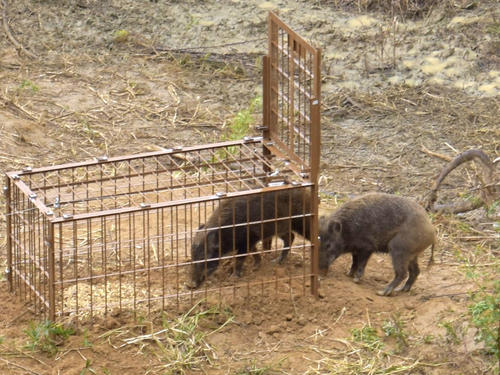 26日、箱わなに近づく2頭のイノシシ（共同）