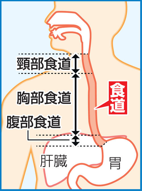 食道とは