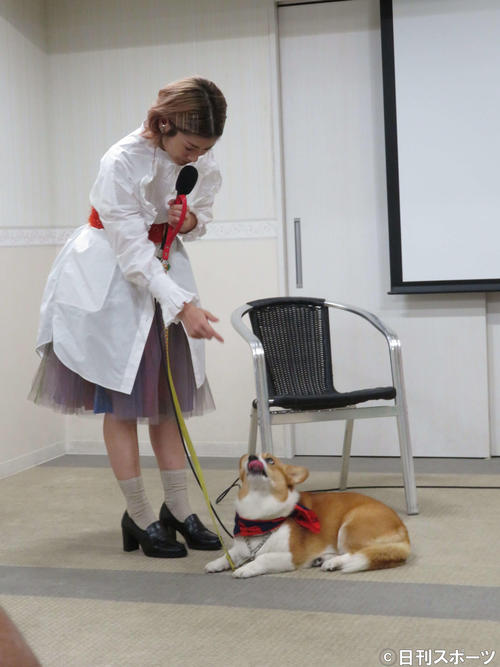 映画「ロイヤルコーギー　レックスの大冒険」愛犬同伴試写会で、IMALUの「バーン」という合図に倒れ込む愛犬バルー（撮影・大井義明）