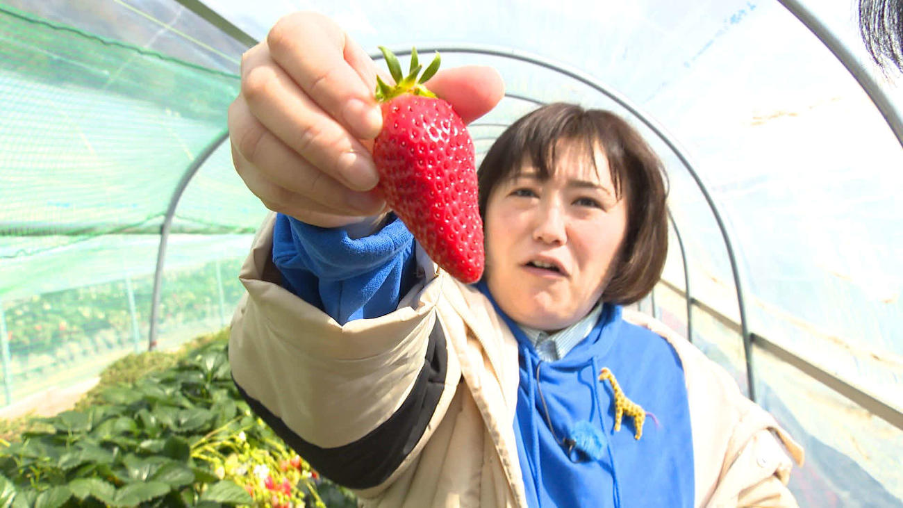 静岡朝日テレビ「とびっきり！しずおか」の旅コーナーに出演した黒沢かずこは、つんだイチゴを見せる