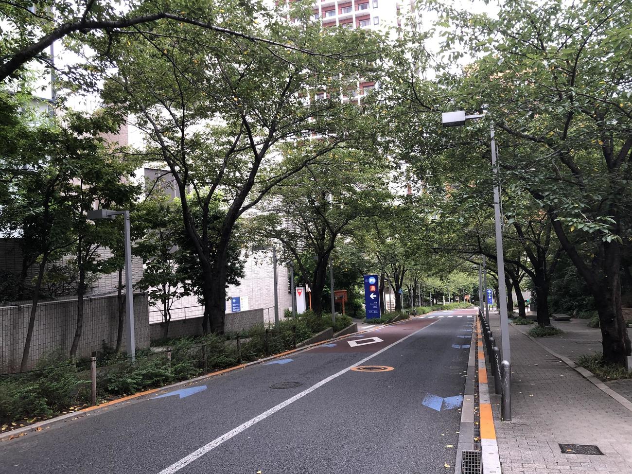 六本木ヒルズ近くのさくら坂