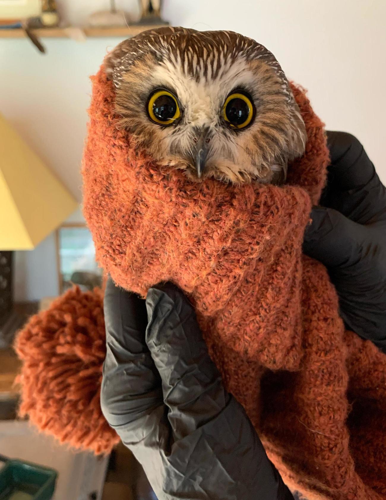 ロックフェラーセンターのクリスマスツリーから見つかり、保護されたアメリカキンメフクロウ（RAVENSBEARD　WILDLIFE　CENTER提供、AP＝共同）