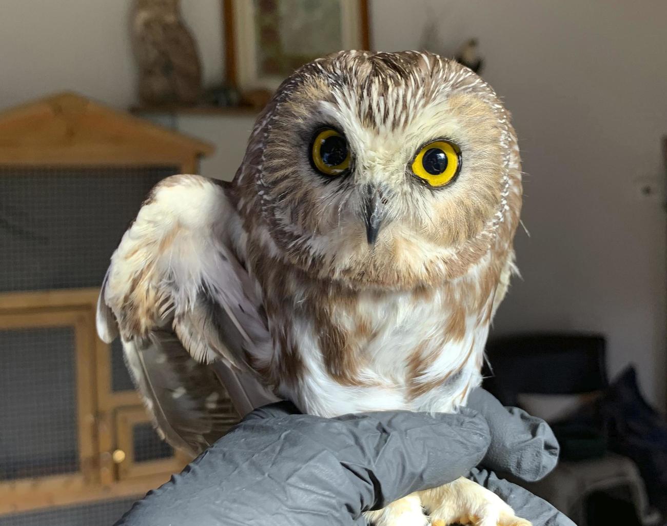 16日に米ニューヨーク、ロックフェラーセンターのクリスマスツリーで見つかったアメリカキンメフクロウ（RAVENSBEARD　WILDLIFE　CENTER提供、AP＝共同）