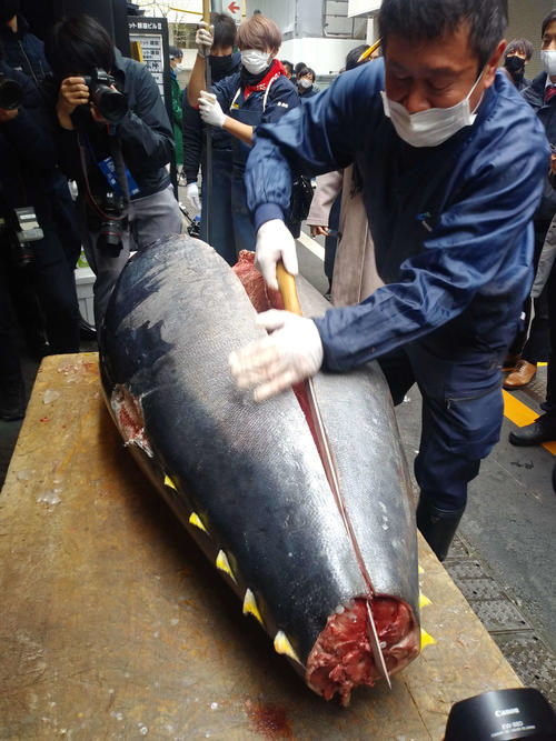 やま幸の山口幸隆社長は、この日競り落としたクロマグロに包丁を入れて手際よく解体した