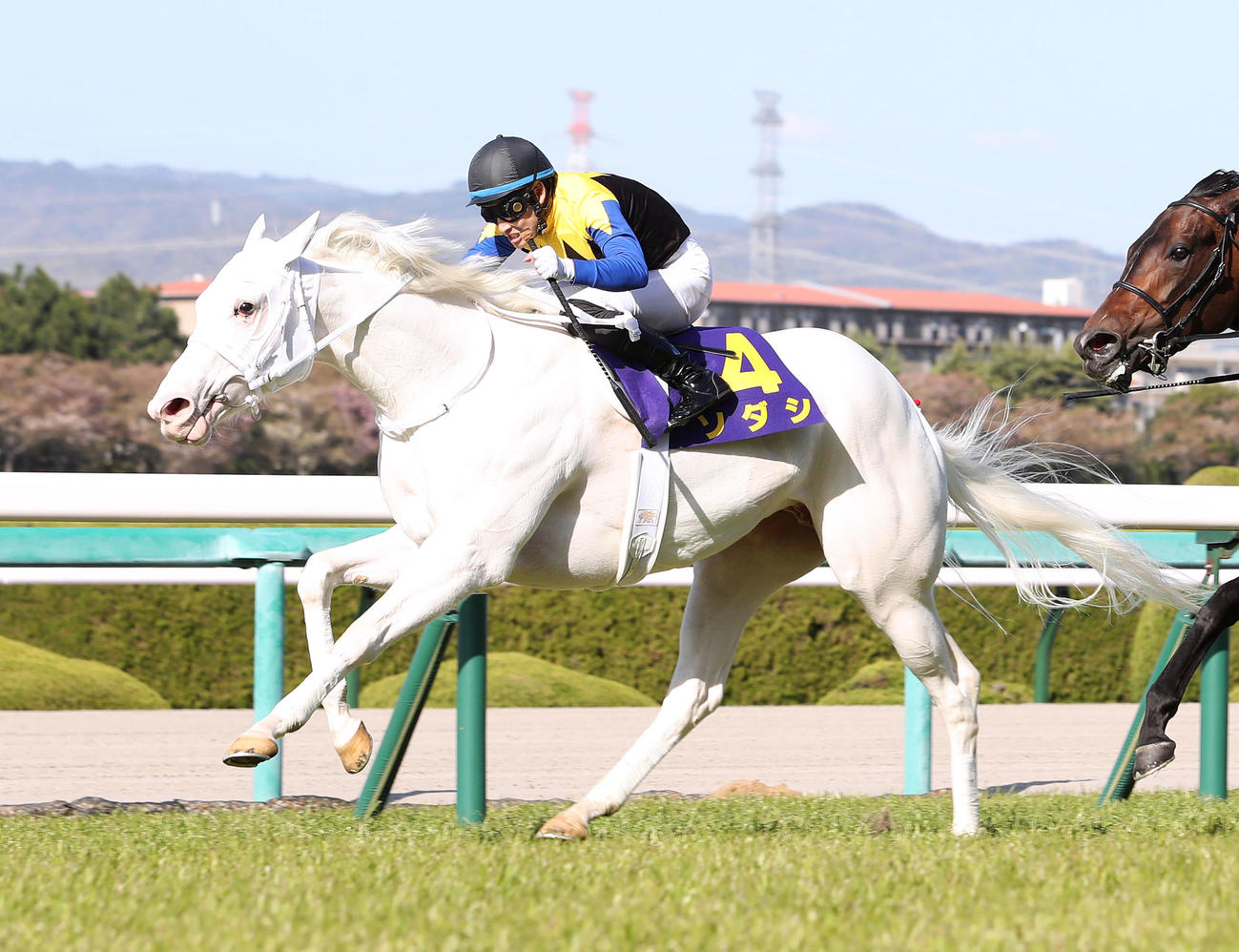 サトノレイナスを首差退けて桜花賞を無敗で制したソダシ（撮影・白石智彦）