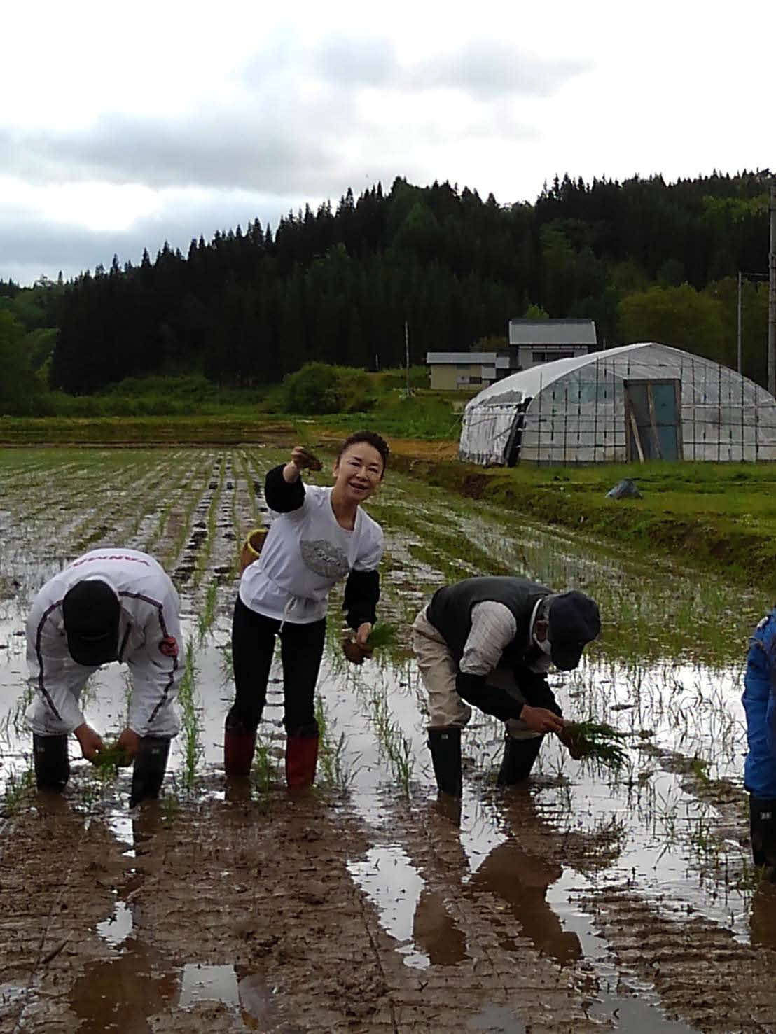 秋田県の実家にある田んぼで田植えを行った岩本公水