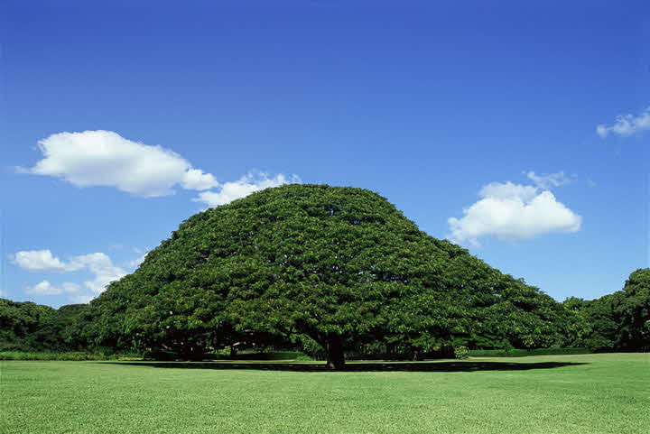 「日立の樹」