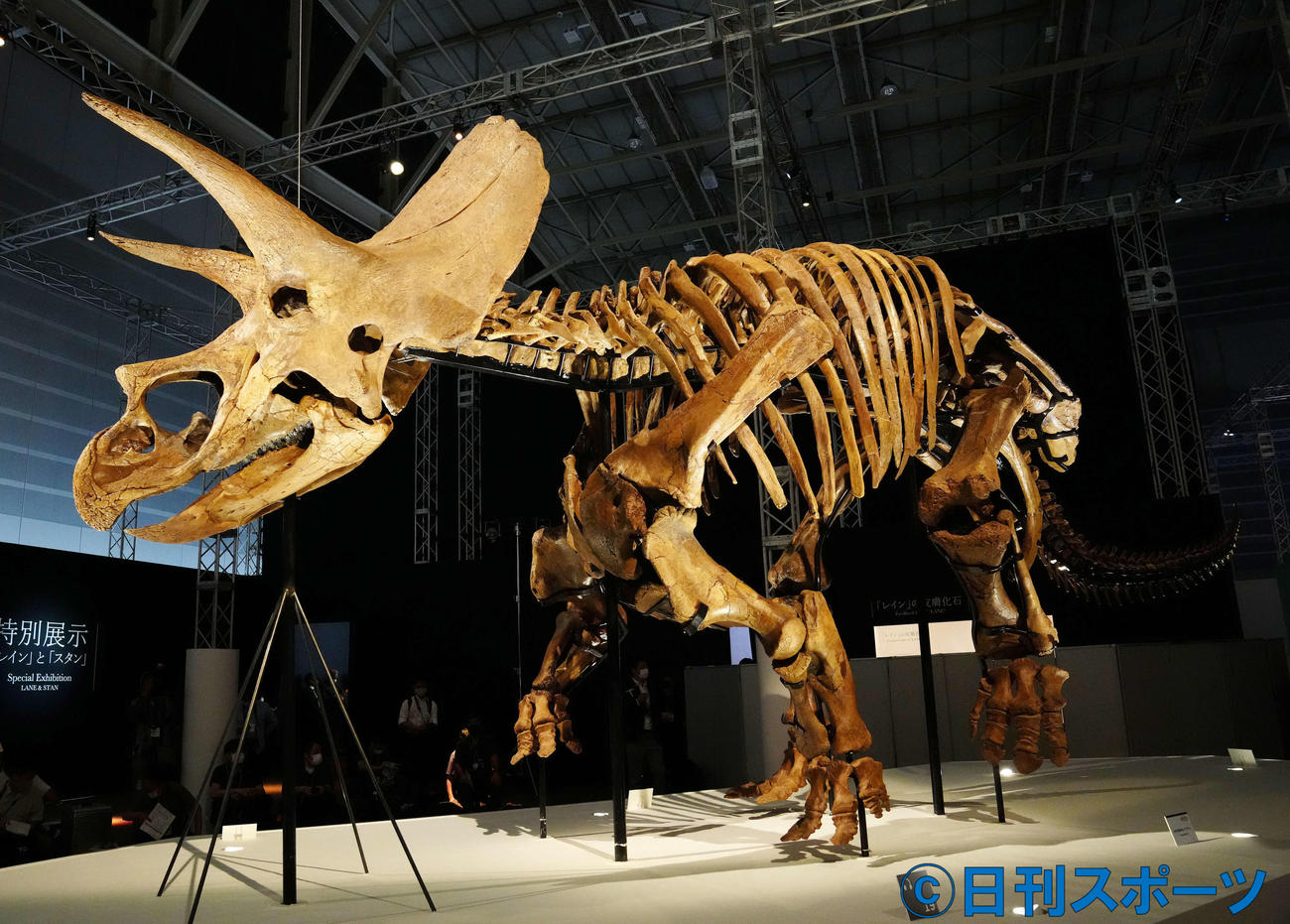 「恐竜科学博」に展示されるトリケラトプスの実物全身骨格「レイン」（撮影・江口和貴）