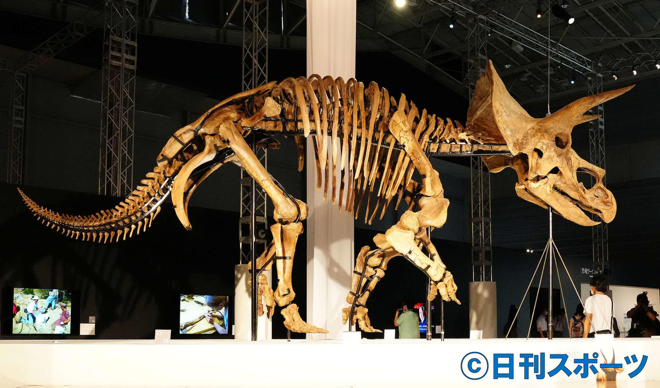 「恐竜科学博」に展示されるトリケラトプスの実物全身骨格「レイン」（撮影・江口和貴）