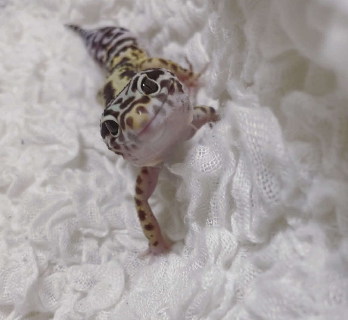 私が飼っているヒョウモントカゲモドキ