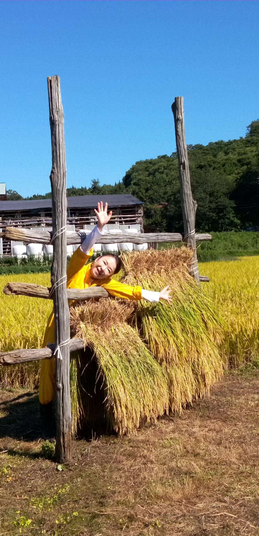 秋田県の実家で稲刈りを行った岩本公水