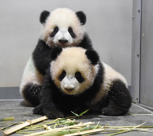 上野動物園の双子のジャイアントパンダ。奥が雄のシャオシャオ、手前が雌のレイレイ。159日齢、11月29日撮影（東京動物園協会提供）