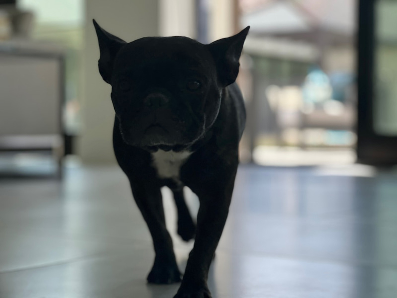 山本聖子さんのオフィシャルブログにアップした愛犬の写真