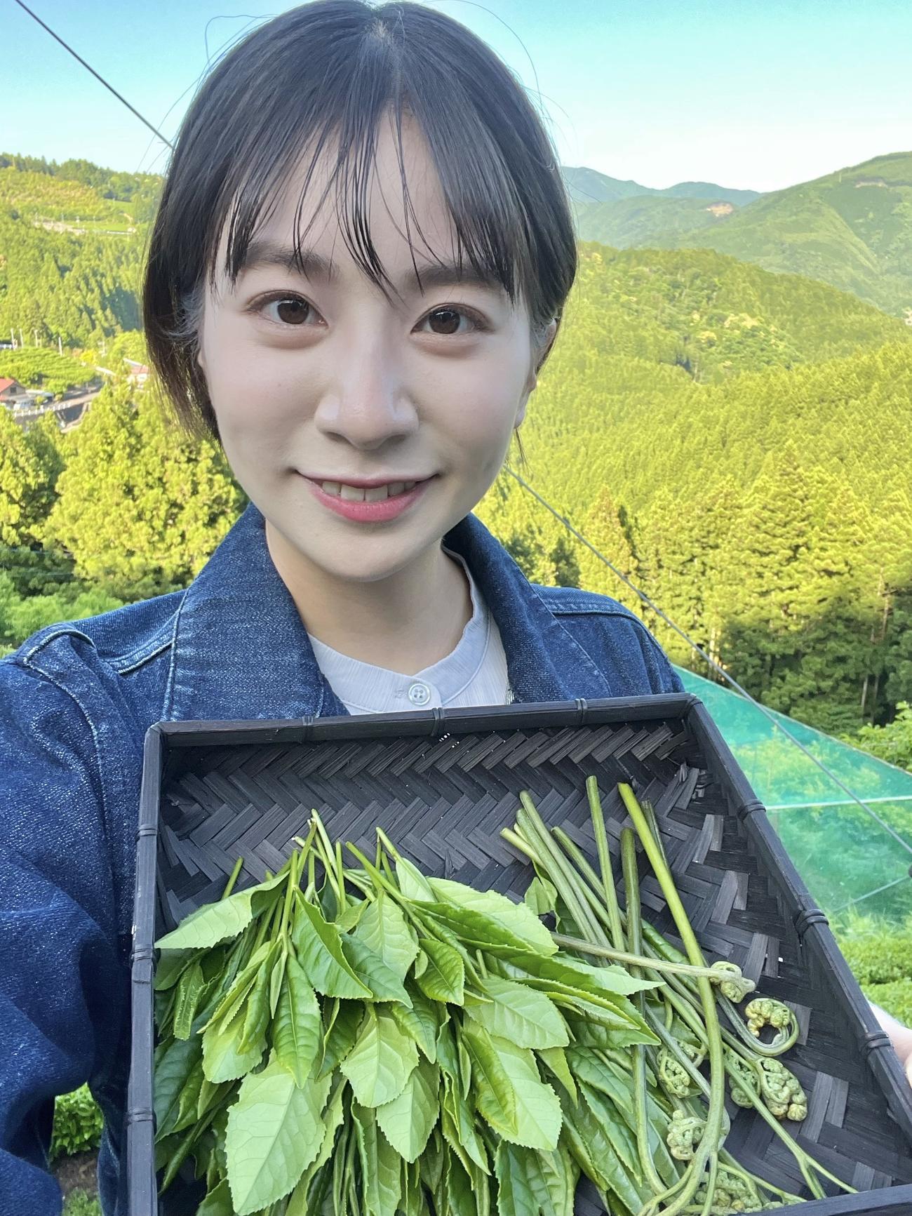 静岡朝日テレビの笹村朱里アナは、川根本町で野菜を収穫（同局提供）