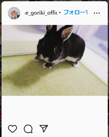 うさぎのひらめ（剛力彩芽インスタグラムより）
