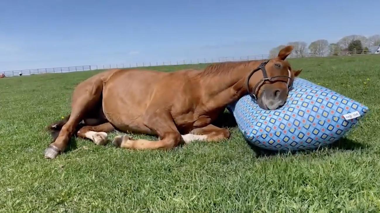 Yogiboのビーズソファにリラックスして横たわるアドマイヤジャパン