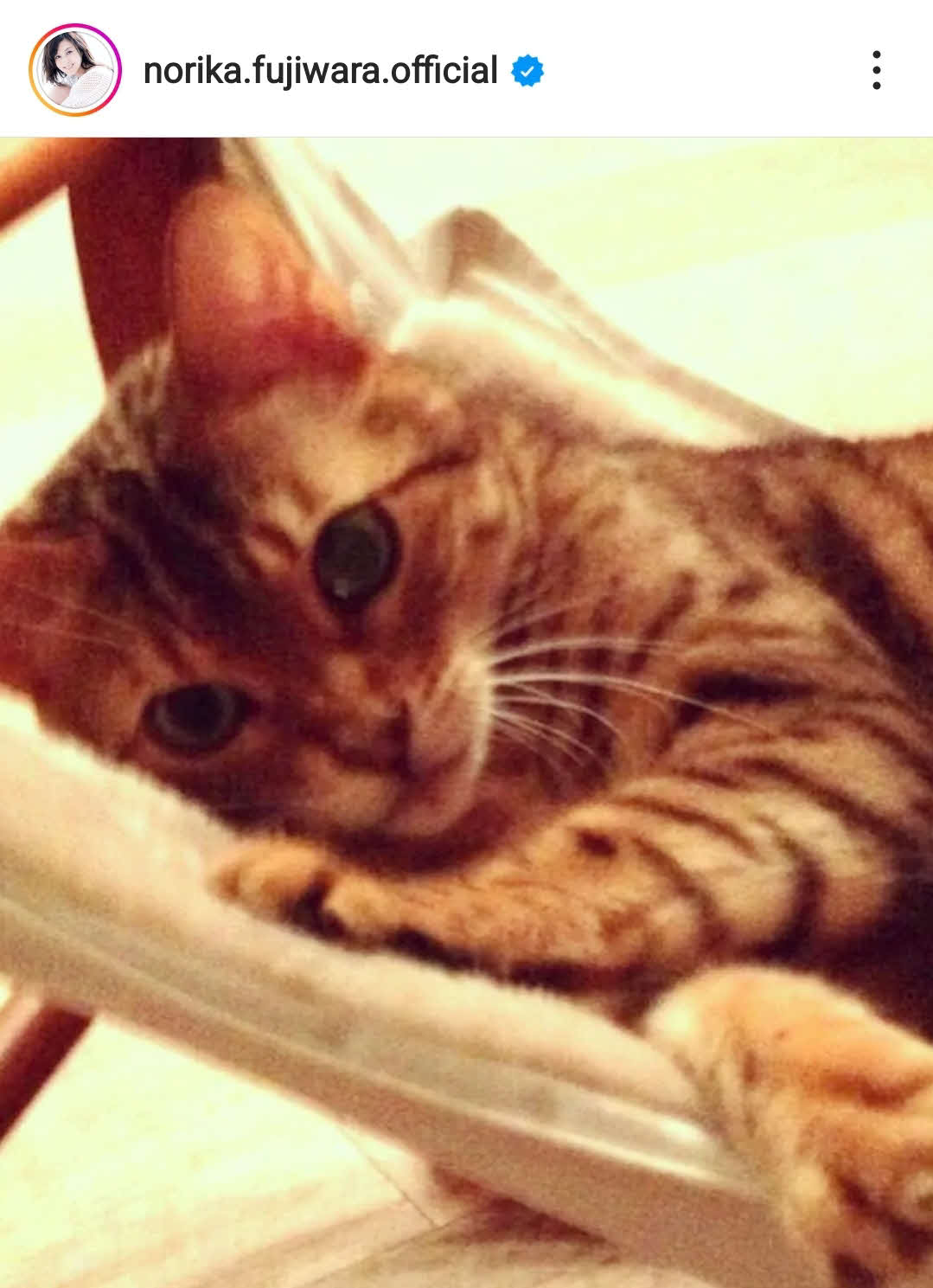藤原紀香がアップした愛猫の写真（藤原紀香のインスタグラムより）