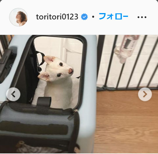 インスタグラムで愛犬の春ちゃんを公開したトリンドル玲奈