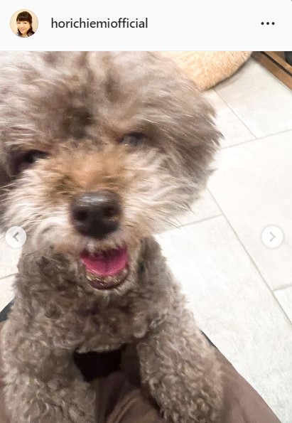堀ちえみの愛犬