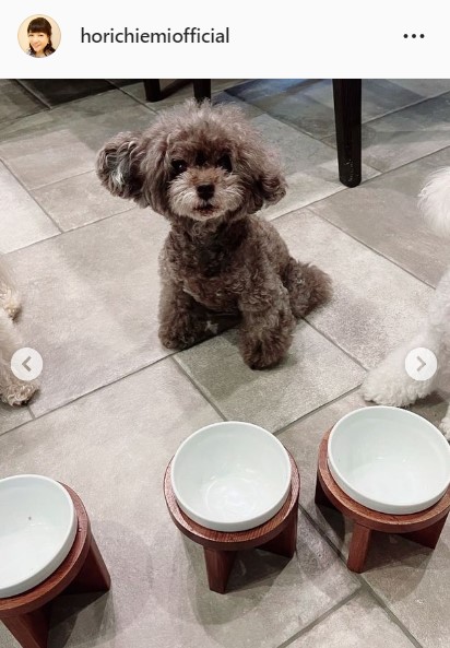 堀ちえみの愛犬2