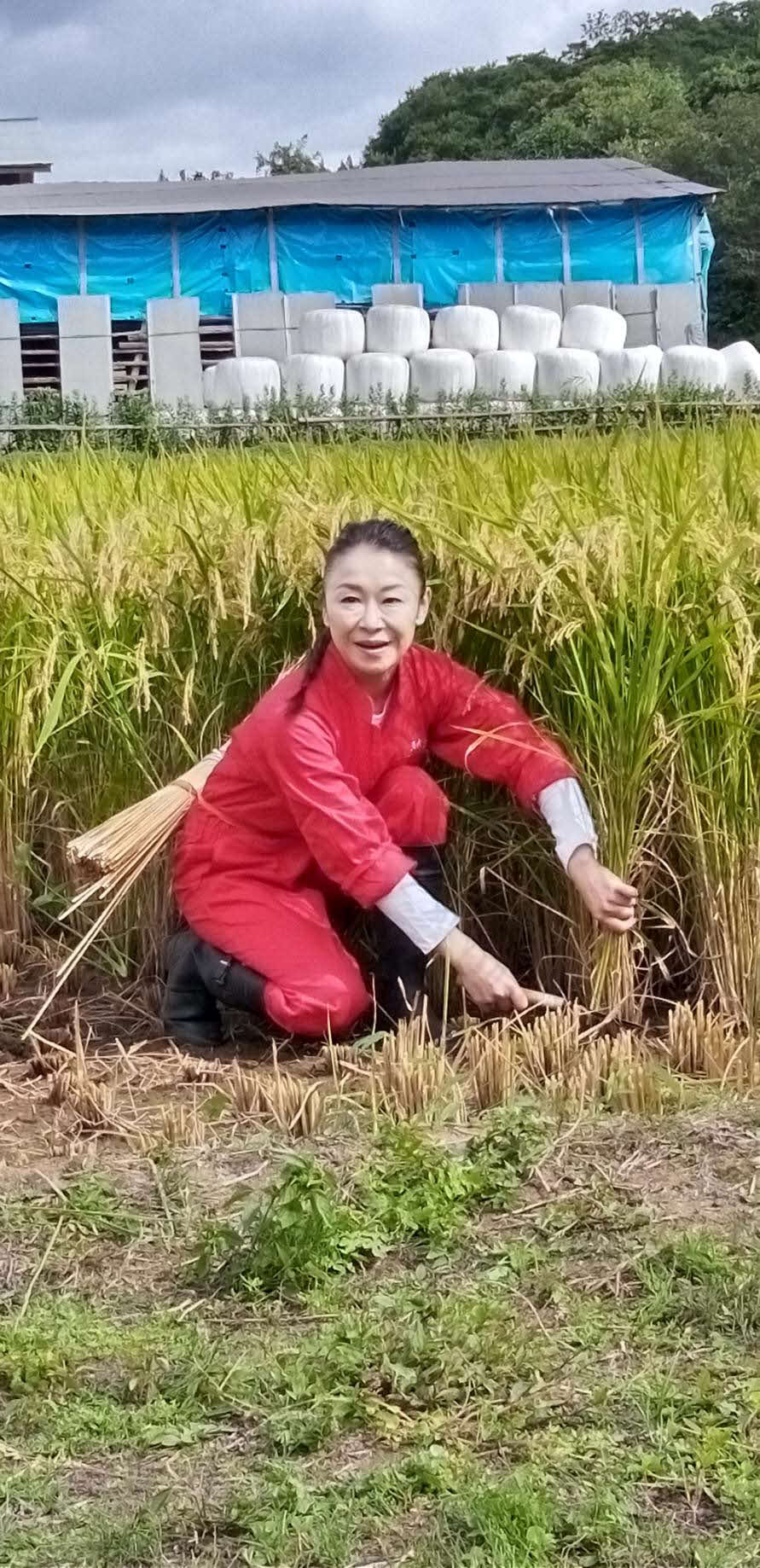 秋田・羽後町の実家の田んぼで、両親や地元ファンらと毎秋恒例の稲刈りを行った岩本公水