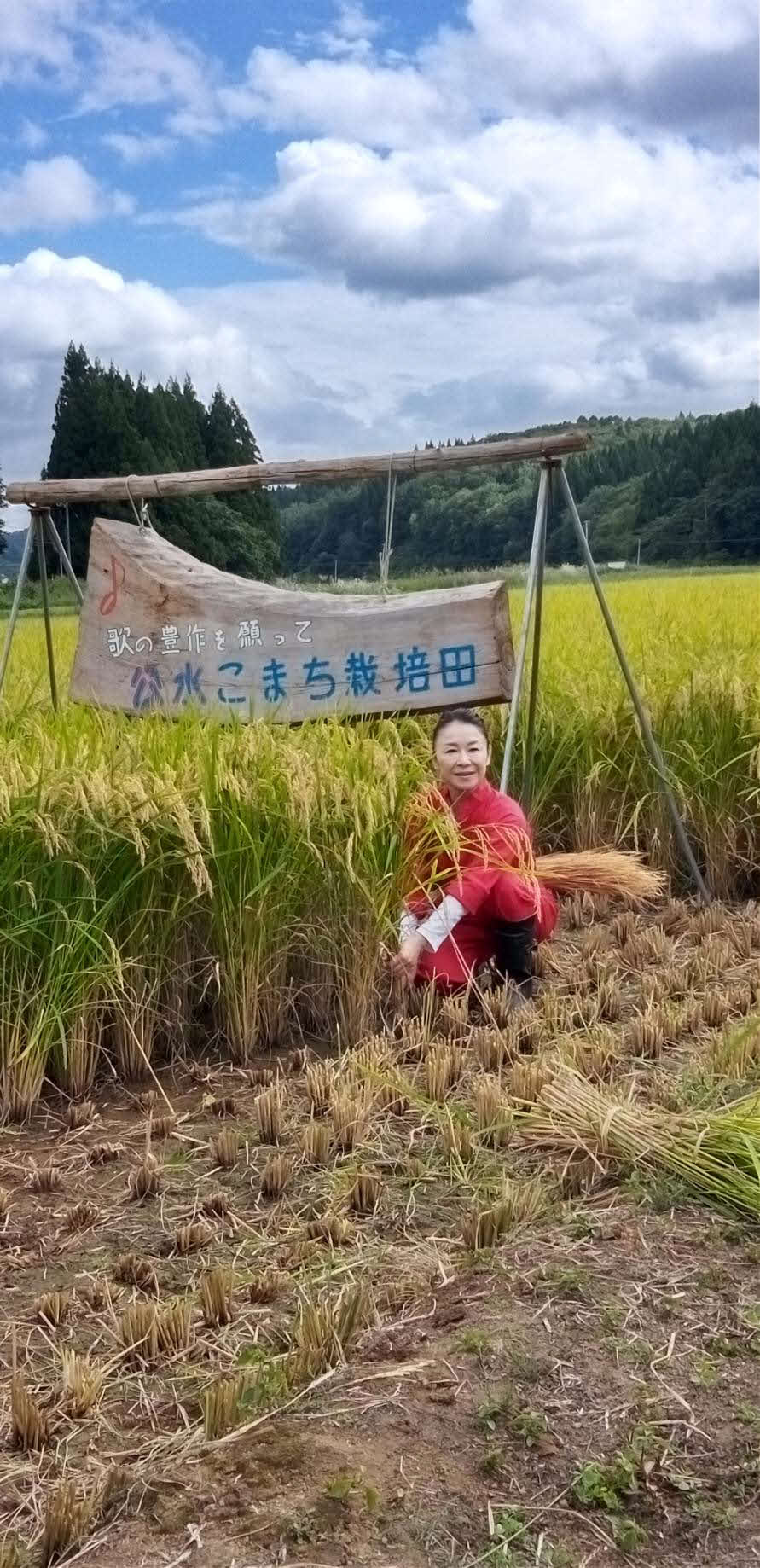 秋田・羽後町の実家の田んぼで、両親や地元ファンらと毎秋恒例の稲刈りを行った岩本公水