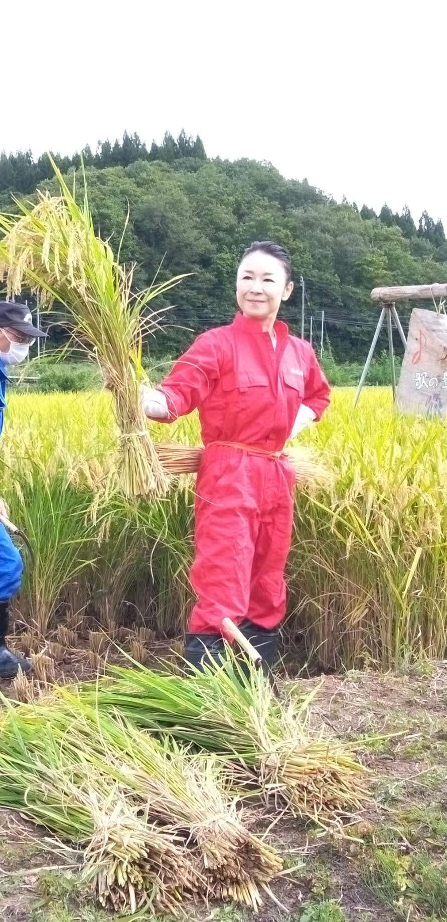秋田・羽後町の実家の田んぼで、両親や地元ファンらと毎秋恒例の稲刈りを行った岩本公水