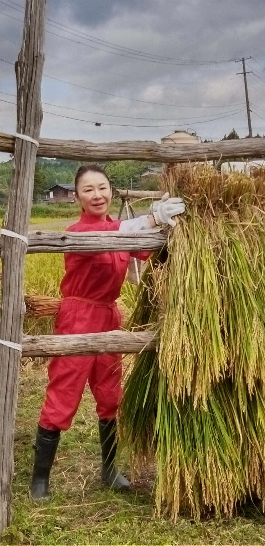 秋田・羽後町の実家の田んぼで、両親や地元ファンらと毎秋恒例の稲刈りを行った岩本公水