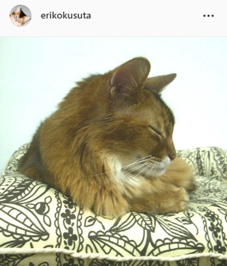 楠田枝里子が公開した愛猫マフィンの横顔ショット（楠田枝里子のインスタグラムより）