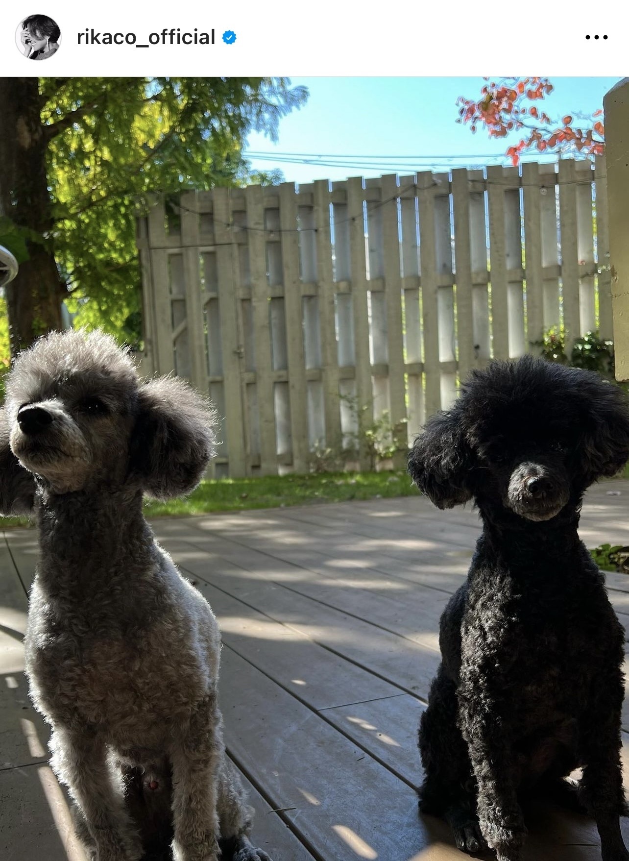 愛犬のショット（RIKACOのインスタグラムより）