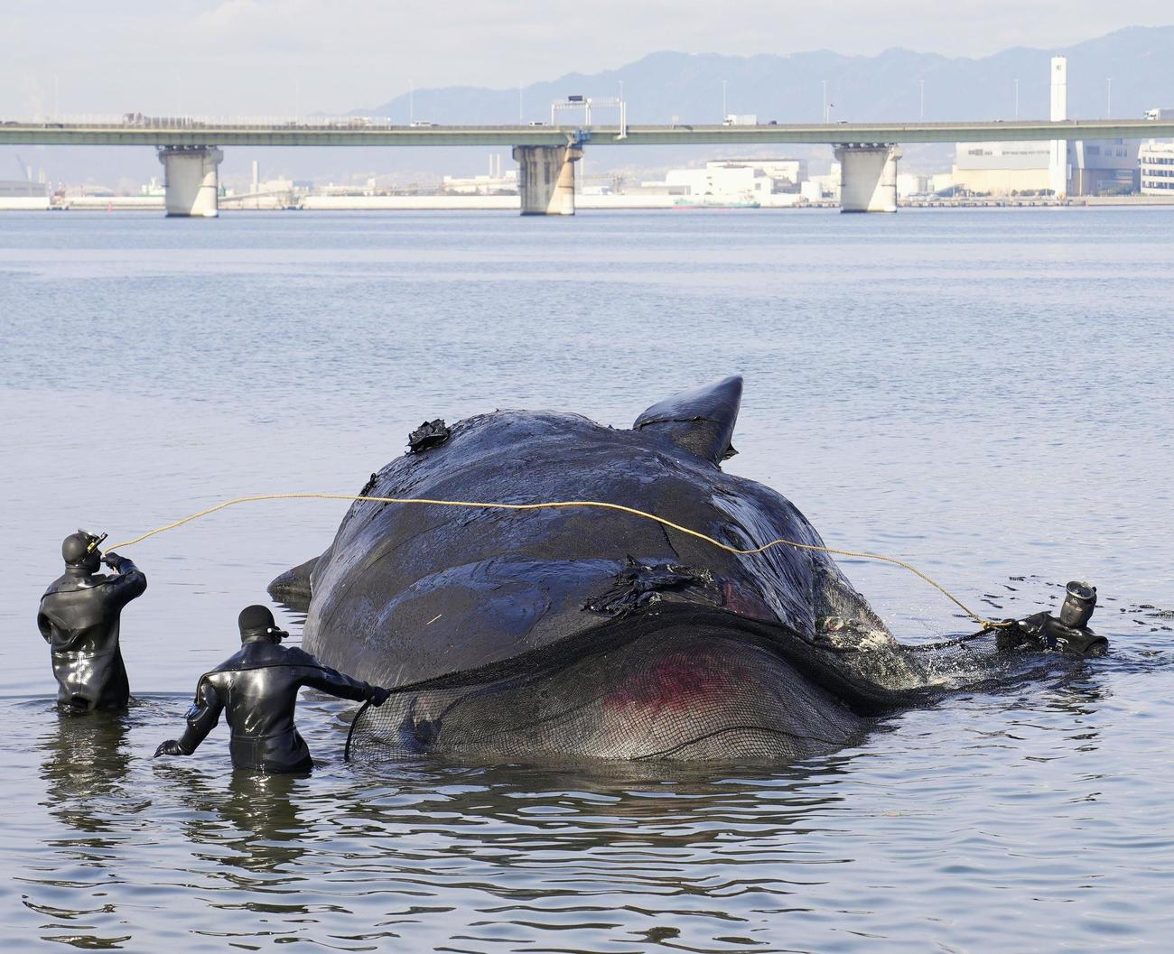 大阪港湾局の関係者らによる運搬作業が進められたマッコウクジラ（共同）