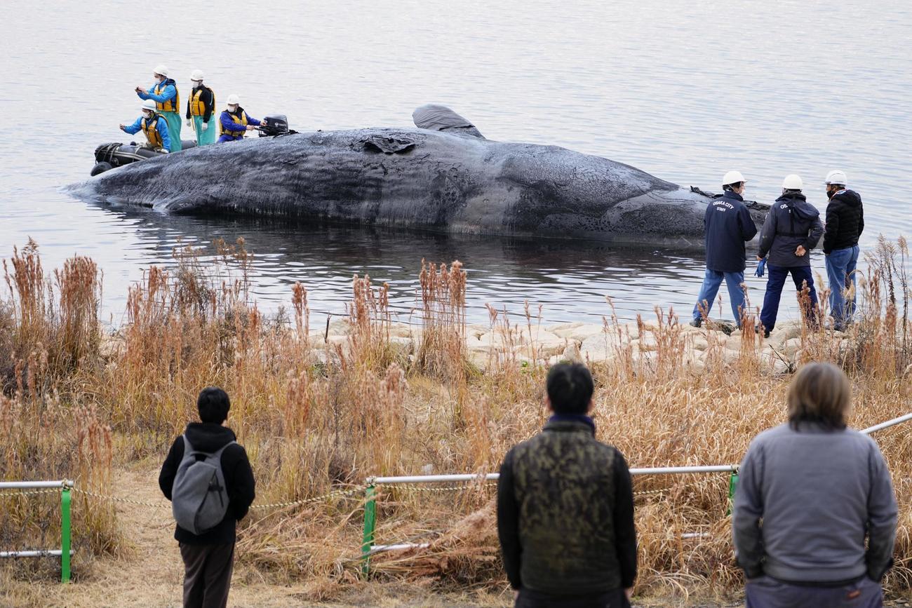 川岸に漂着したマッコウクジラの運搬作業のため、様子を見る大阪港湾局の関係者ら（共同）